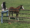 horse girl